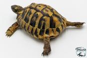 Tortue d'Hermann - Testudo hermanni boettgeri 12-15 cm - Mâle