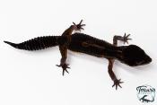 Gecko Léopard - Eublepharis Macularius - Black Night - Femelle &#9792; F3