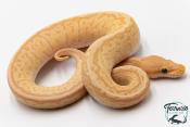 Python royal - Python regius Banana Pinstripe Mojave