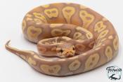 Python royal - Python regius Banana Mojave