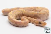 Python royal - Python regius Banana Yellow Belly