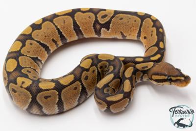 Python royal - Python regius Hypo