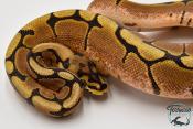 Python royal - Python regius Spider
