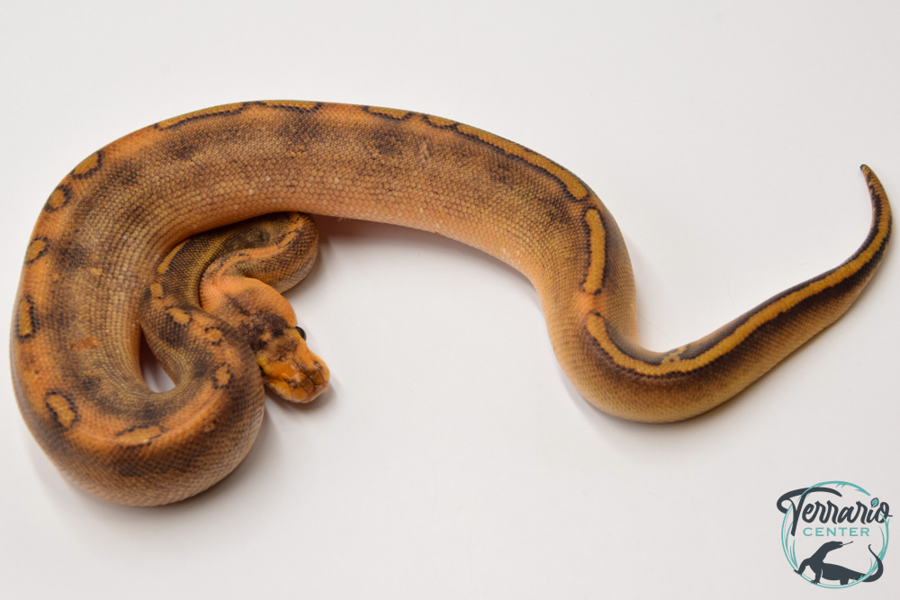 Python royal - Python regius Champagne