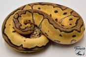 Python royal - Python regius Clown Pastel