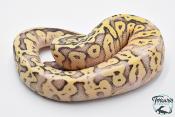 Python royal - Python regius Super Pastel Vanilla