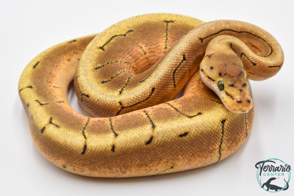 Python regius - Python royal Boutique Terrario Center