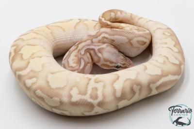 Python royal - Python regius Banana Firefly