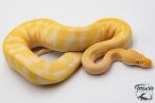 Python royal - Python regius Albinos Chocolat