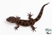 Cyrtodactylus nebulosus -  Gécko indien assombri