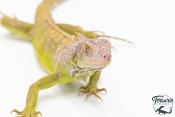 Iguana iguana - Iguane Vert juvénile (vert, lime green, rouge ou bleu)