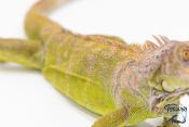 Iguana iguana - Iguane Vert juvénile (vert, lime green, rouge ou bleu)
