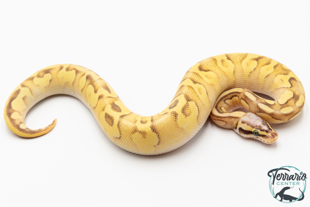 Python royal - Python regius Super Enchi Pastave Yellow Belly