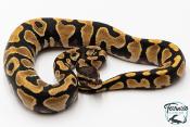Python royal - Python regius Enchi