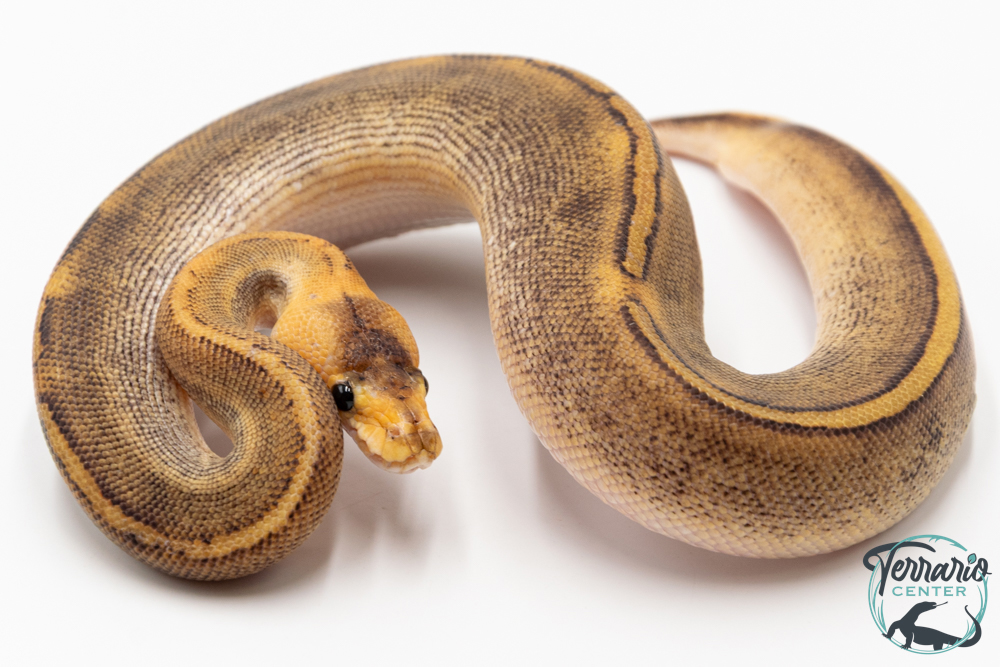 Python royal - Python regius Champagne