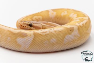 Python royal - Python regius Banana Sugar Pastel