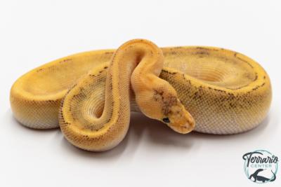 Python royal - Python regius Champagne Fire