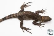 Ctenosaura pectinata -  Cténosaure du Guerrero - Blue