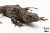 Ctenosaura pectinata -  Cténosaure du Guerrero - Blue