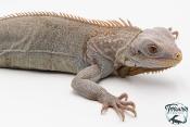 Iguana iguana - Iguane Vert juvénile - Nova