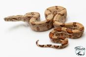 Boa constricteur - Boa imperator Amber