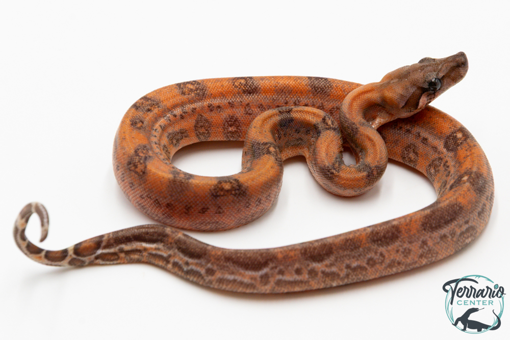 Boa constricteur - Boa imperator Leopard Mandarine Belly