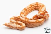 Boa constricteur - Boa imperator Arabesque Albinos Kahl 