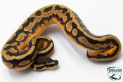 Python Royal - Python regius Piebald Low White