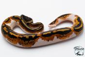 Python royal - Python regius Piebald Yellow Belly