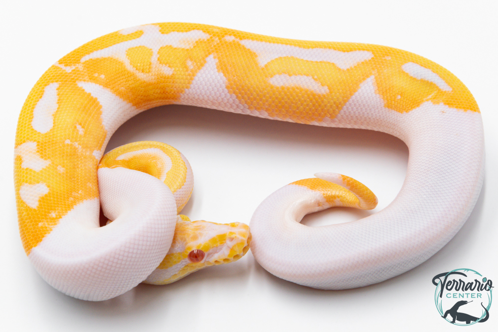Python royal - Python regius Piebald Albinos