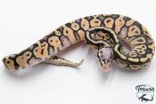 Python royal - Python regius Super Pastel