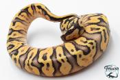 Python royal - Python regius Super Pastel Yellow Belly