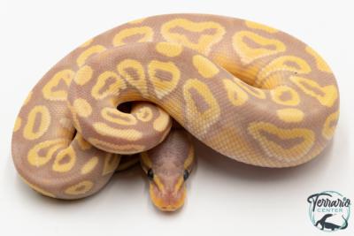 Python royal - Python regius Banana Mojave