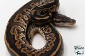 Python royal - Python regius Black Pastel