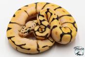 Python royal - Python regius Bumblebee Orange Dream