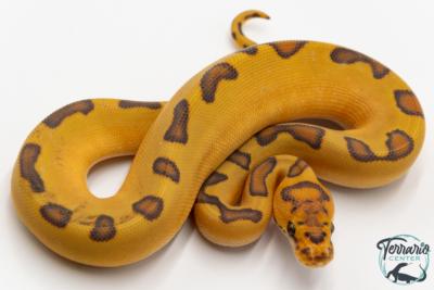 Python royal - Python regius Clown Enchi Hypo
