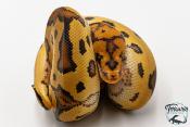 Python royal - Python regius Clown Fire