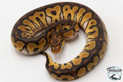 Python royal - Python regius Clown Phantom