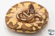 Python royal - Python regius Enchi Lesser Pastel