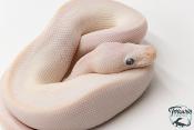 Python Royal - Python regius Leucistic