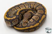 Python royal - Python regius Stranger Hypo