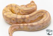 Python royal - Python regius Banana Cinnamon Paradoxe
