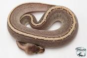 Python royal - Python regius Butter Pinstripe Ghi