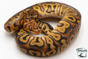 Python royal - Python regius Stranger Clown