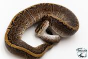 Python royal - Python regius GHI Pinstripe