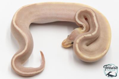 Python royal - Python regius Banana Black Pastel Mojave Pastel