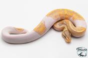 Python royal - Python regius Banana Pastel Piebald