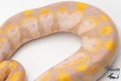 Python royal - Python regius Banana Sugar