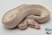 Python royal - Python regius Purple Passion Pastel