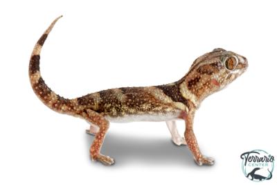 Chondrodactylus angulifer - Gécko géant commun